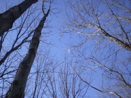 cime des arbres dans le ciel