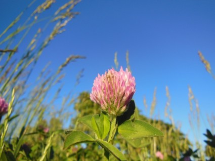 Trifolium pratense trébol trébol rojo de la flor