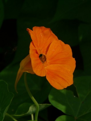 Tropaeolum majus kwiat nasturcja