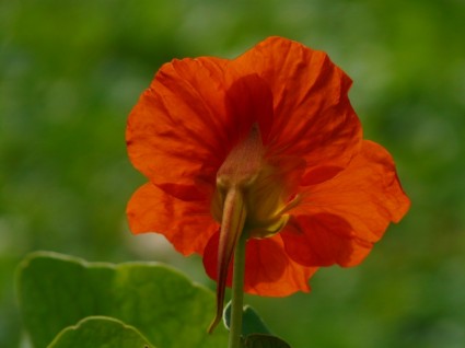 Tropaeolum majus kwiat pomarańczowy