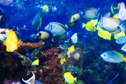 peixes tropicais debaixo d'água