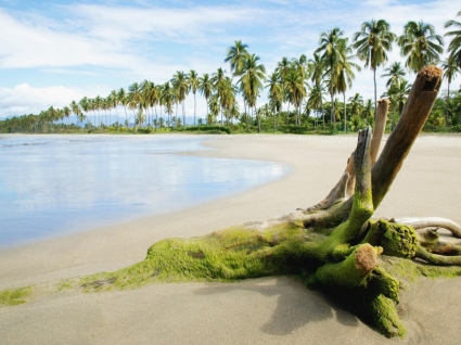 Тропический берег Обои пляжи природа