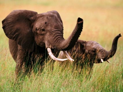 Trunks Up Wallpaper Elephants Animals