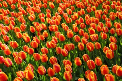 Fondo de tulipán