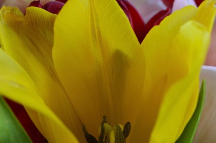 fioritura del tulipano