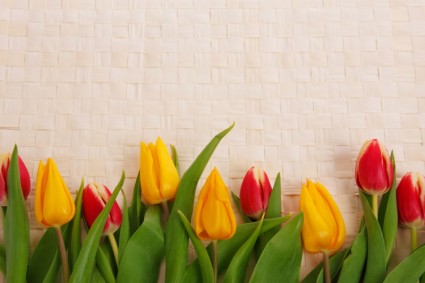 confine tulipano