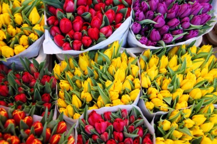 bouquet di tulipano