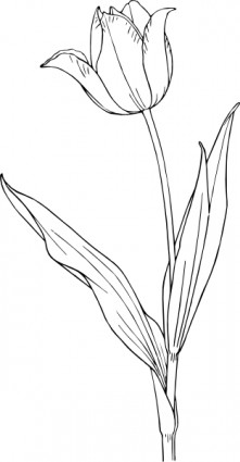 clip art de tulipán