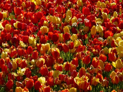 tulipano campo indietro luce
