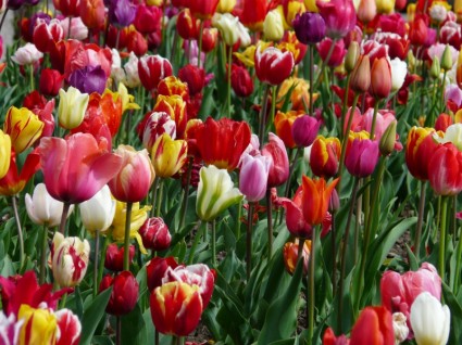 champ de tulipes tulipe tulpenbluete