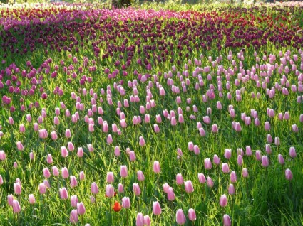 Tulip Field Tulips Pink