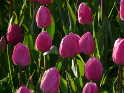 pole tulipan tulipany różowe