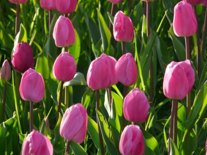 pole tulipan tulipany różowe