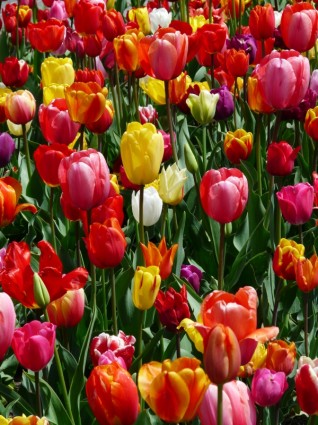 Tulip campo tulipanes tulpenbluete
