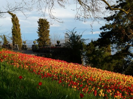 Tulip campo tulipanes tulpenbluete