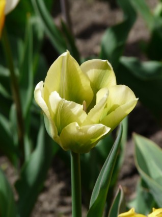 floración de flor de tulipán