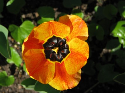 planta de flor de tulipán