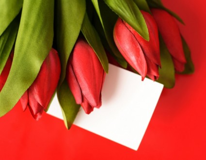 photo de tulipes fleurs haute définition