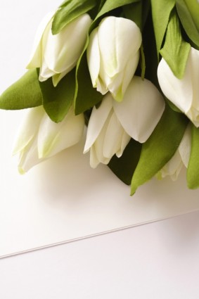 صورة هايديفينيشن زهور الزنبق