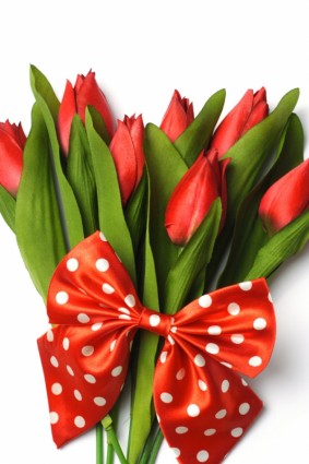 foto ad alta definizione di tulipano fiori