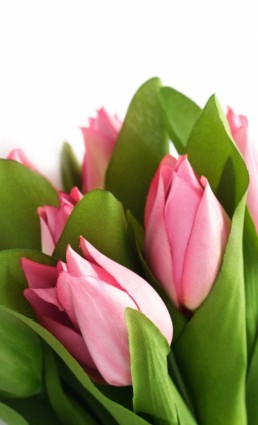 imagen de alta definición de flores de tulipán