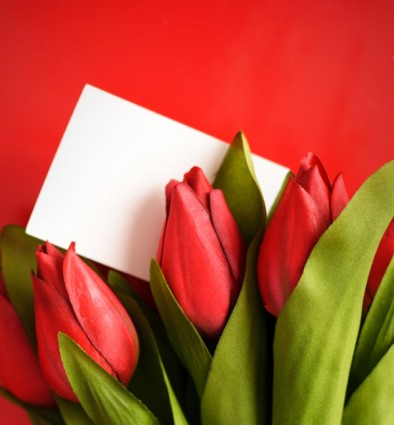 Tulip bunga highdefinition gambar