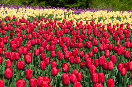 fiori di tulipano naturale
