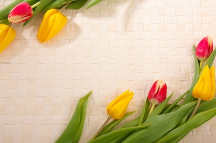 cornice tulipano