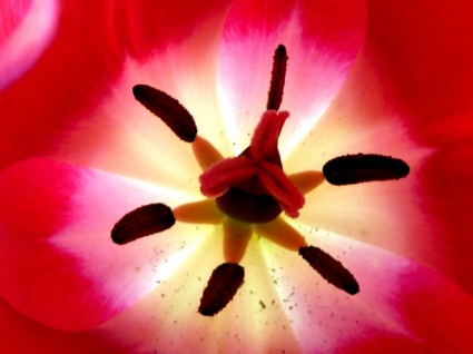 Tulpe in hautnah