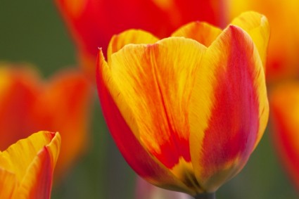 naturaleza de lily Tulip