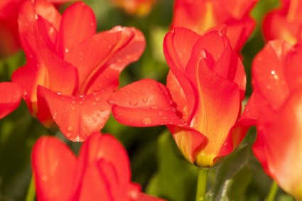 Tulpe-Lilie-Natur