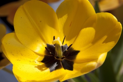 naturaleza de lily Tulip