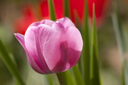 Tulpe-Lilie-Frühling