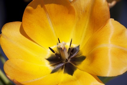 Tulpe-Lilie-Frühling