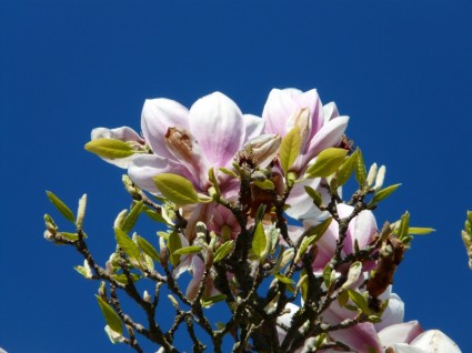 arbusto de árvore de magnólia tulipa
