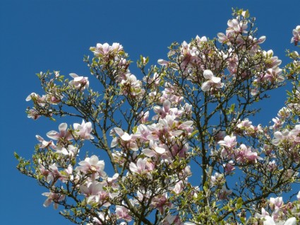 cespuglio di albero magnolia tulipano