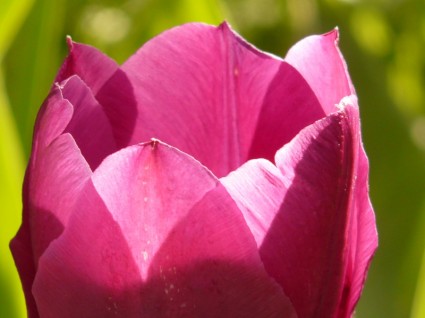 luce posteriore tulipano rosa