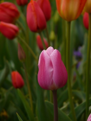 Tulipan różowy kwiat