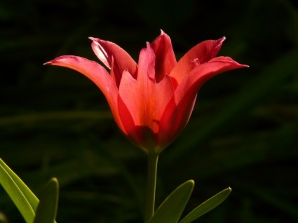 contre-jour de tulipe rouge