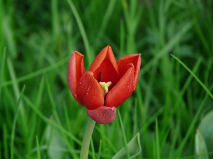 زهرة التيوليب الأحمر جميلة
