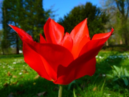 빨간 튤립 꽃