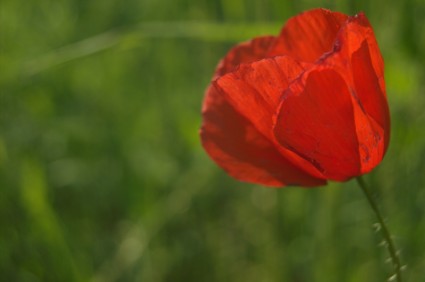 fleur de tulipe rouge