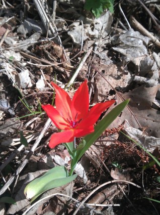 forêt de tulipe rouge