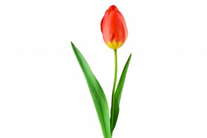 pianta del tulipano rosso
