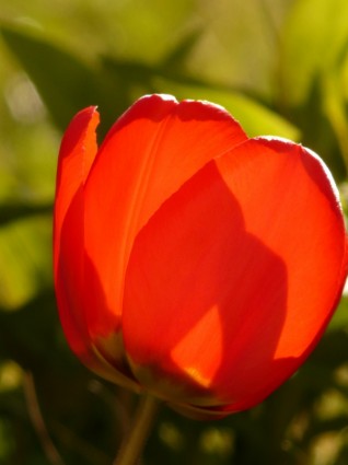 Primavera de tulipa vermelha