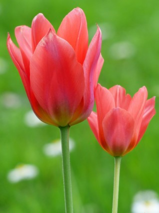 tulipán rojo tulpenbluete