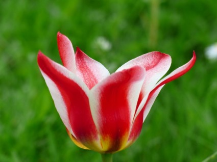 vermelho tulipa branco