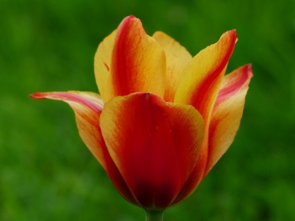 czerwony tulipan żółty