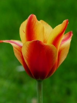czerwony tulipan żółty