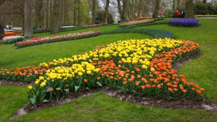 forma de tulipán